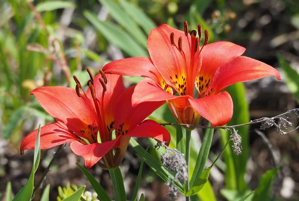 Wood Lily — Cape Cod Wildflowers